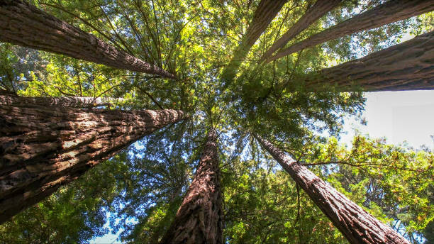 How Our Tree Care Process Works  in Columbus, IN